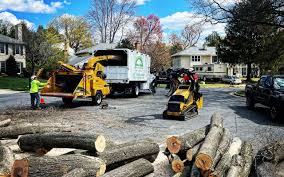 Orange City, FL Tree Removal and Landscaping Services Company